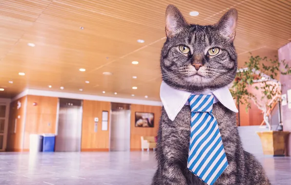 Картинка кошка, кот, взгляд, серый, офис, воротник, галстук, помещение, котофей из офиса