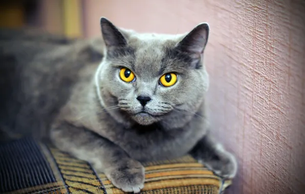 Картинка кошка, кот, взгляд, серый, диван, лежит, мордашка, британский, желтые глаза