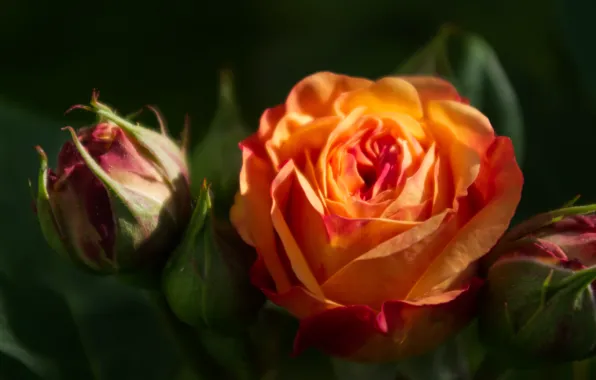 Картинка цветок, листья, свет, темный фон, роза, оранжевая, размытие, бутоны