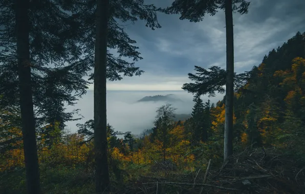 Картинка осень, лес, облака, деревья, ветки, туман, пасмурно, гора, вечер, ели, склон, холм, сосны, полумрак, сумерки, …