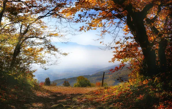 Картинка осень, деревья, горы, туман
