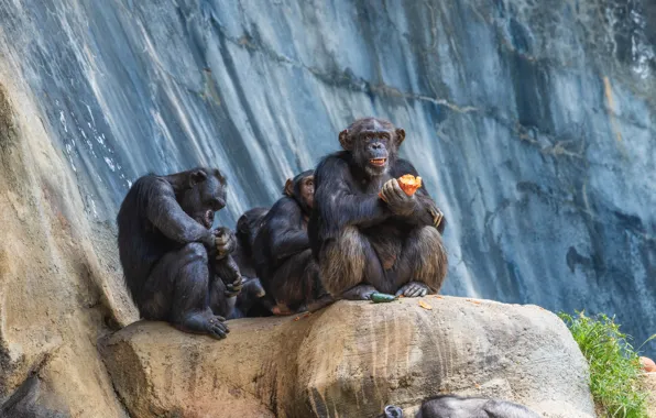 Картинка скала, пара, обезьяны, шимпанзе