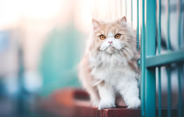 Картинка кошка, кот, взгляд, морда, котенок, двери, рыжий, прутья, боке, размытый фон, желтые глаза, персиковый, персидский, …