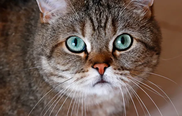 Картинка кошка, кот, взгляд, морда, крупный план, серый, фон, портрет, полосатый, зеленые глаза, британский, котэ, британец, …