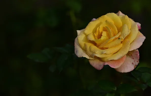 Картинка цветок, листья, капли, темный фон, роза, желтая
