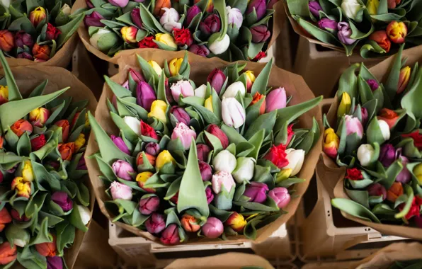 Картинка Flower, Bouquet, Springtime, Dutch tulips