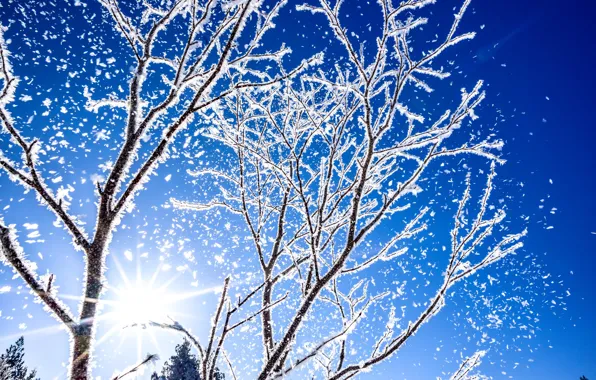Картинка зима, иней, небо, солнце, лучи, свет, снег, деревья, ветки, природа, сияние, синева, мороз, снегопад