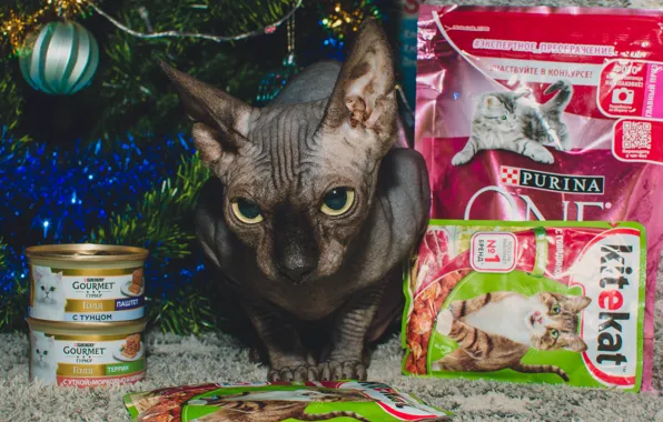 Картинка кошка, еда, сфинкс, канадский сфинкс, sphynx, sphynx cat, kitekat