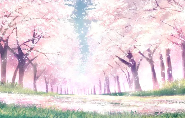 Картинка парк, весна, сакура