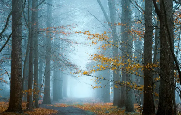 Картинка дорога, осень, туман, парк