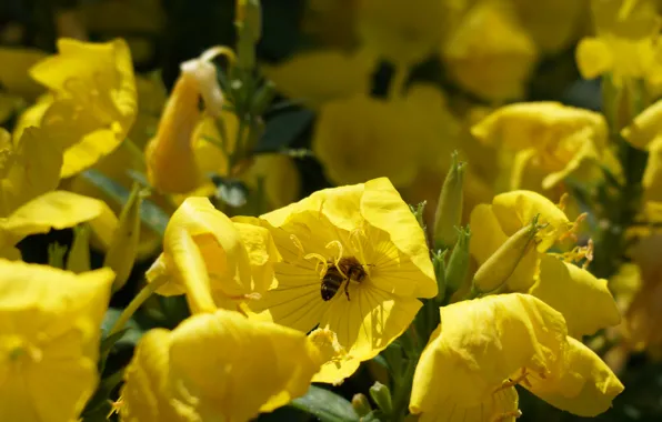 Картинка лето, природа, пчела, растение, насекомое, желтые цветы