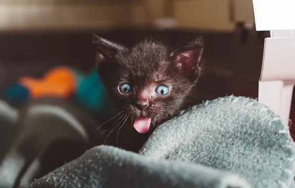 Картинка язык, кошка, темный фон, котенок, черный, малыш, мордочка, одеяло, котёнок, выражение, забавный