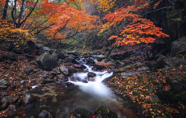 Картинка осень, лес, ручей, камни, берег, листва, водопад, речка, листопад