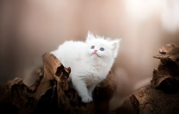 Картинка кошка, белый, природа, котенок, фон, пень, мордашка, боке, смотрит вверх, рэгдолл