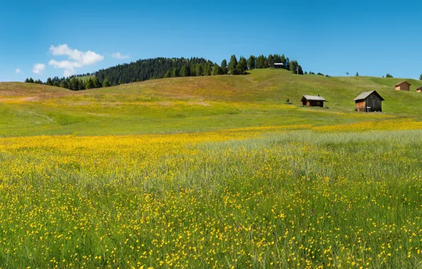 Картинка поле, лес, лето, небо, трава, цветы, синева, холмы, склоны, весна, желтые, ели, Альпы, луг, простор, …