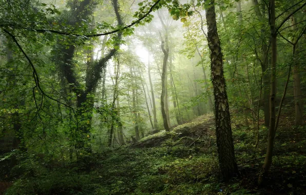 Картинка зелень, лес, свет, туман, заросли, ветви, стволы, растительность, мох, утро, склон, холм