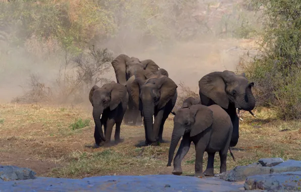 Картинка природа, слон, Африка, слоны, стадо, стадо слонов