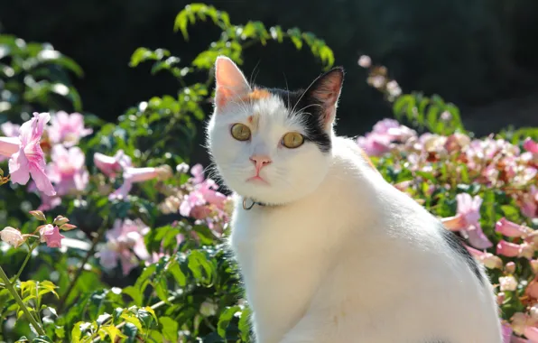 Картинка кошка, лето, кот, взгляд, морда, свет, цветы, поза, сад, белая, розовые, боке, пятнистая