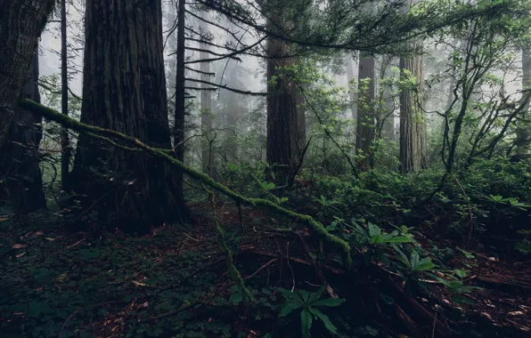 Картинка лес, деревья, ветки, природа, туман