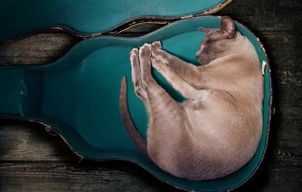 Картинка кот, поза, сон, спит, форма, футляр, музыкальный кот