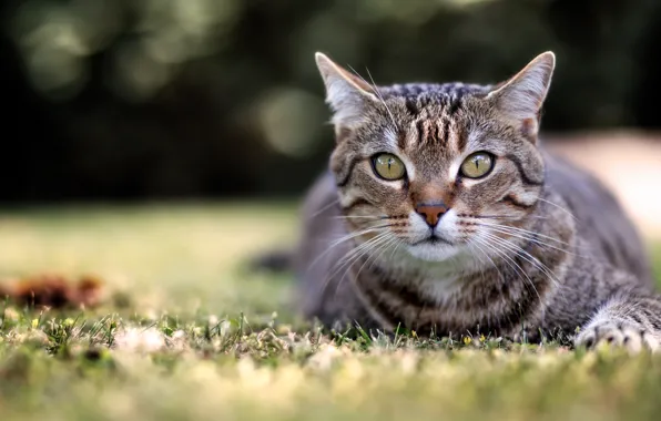 Картинка кошка, трава, кот, взгляд, морда, природа, серый, фон, портрет, полосатый