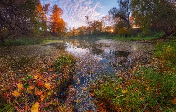 Картинка осень, листья, деревья, пейзаж, природа, река, Константин Воронов, Суходрев