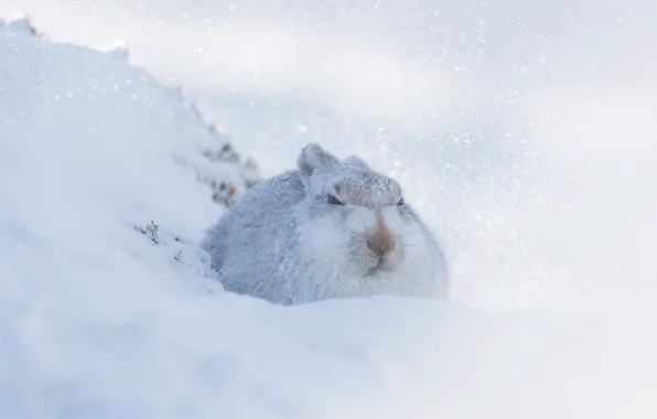 Картинка зима, снег, заяц, белый фон, мордашка, зайчик, сугроб, метель, снегопад, беляк, свернулся