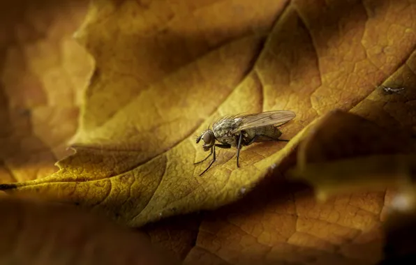 Картинка природа, лист, муха