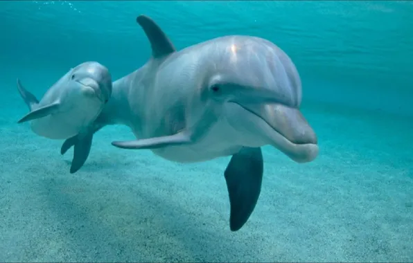 Картинка дельфины, двое, подводный мир, two, Dolphins, wallpapers 1920 x 1080