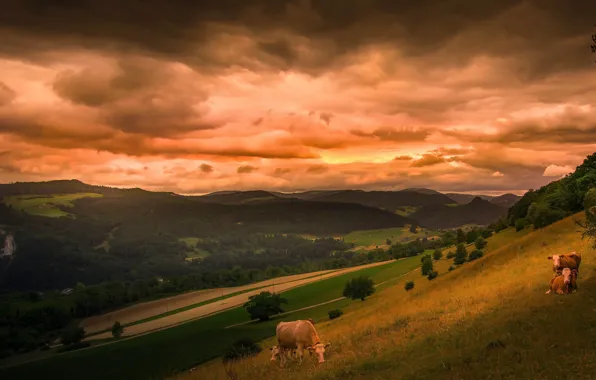 Картинка лето, небо, трава, облака, деревья, пейзаж, закат, горы, тучи, природа, холмы, поля, даль, вечер, коровы, …