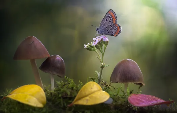 Картинка цветок, листья, макро, природа, бабочка, грибы, мох, боке, поганки, Roberto Aldrovandi