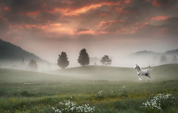 Картинка поле, пейзаж, туман, конь, лошадь, утро, morning, полевые цветы, horse, meadow, by Pyrus-acerba