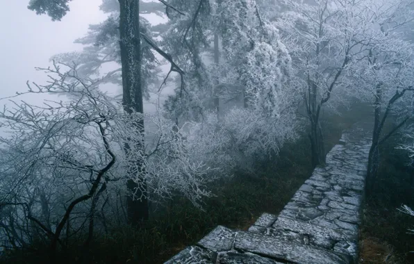 Картинка зима, иней, лес, деревья, природа, туман, ступени, тропинка