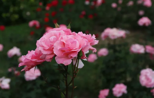 Картинка цветы, розы, сад, розовые, клумба, боке, розовый куст