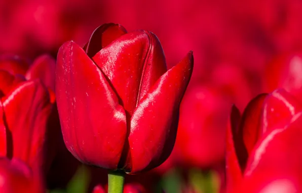 Картинка макро, весна, тюльпаны