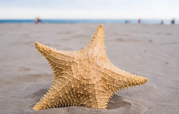 Картинка песок, пляж, лето, звезда, summer, beach, sand, marine, starfish