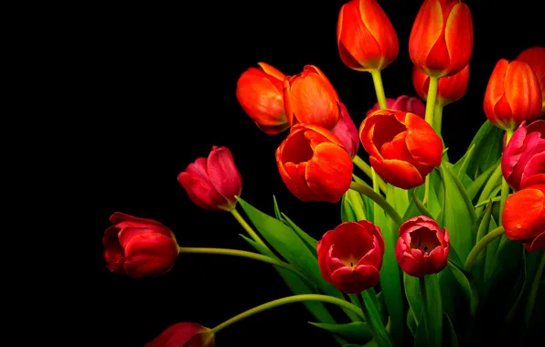 Картинка букет, тюльпаны, красные, черный фон