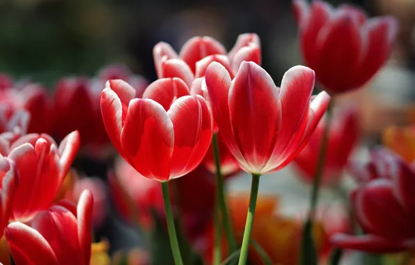 Картинка весна, тюльпаны, красные, бутоны