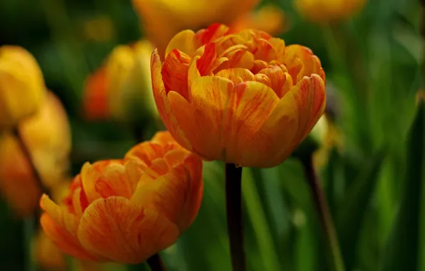 Картинка макро, цветы, тюльпаны, оранжевые