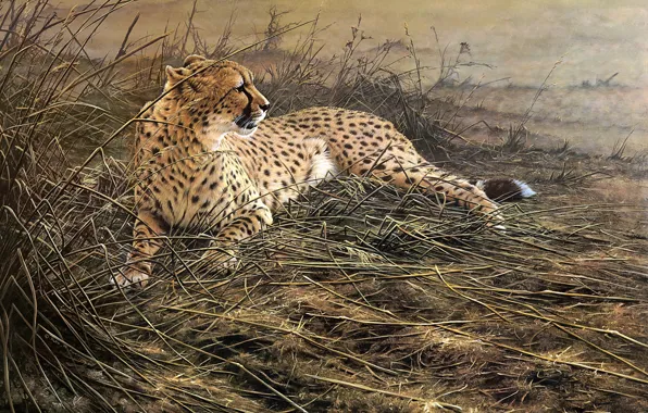 Картинка поле, трава, рисунок, картина, арт, гепард, лежит, живопись, Alan M.Hunt