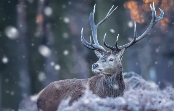 Картинка зима, природа, олень, рога, снегопад, боке
