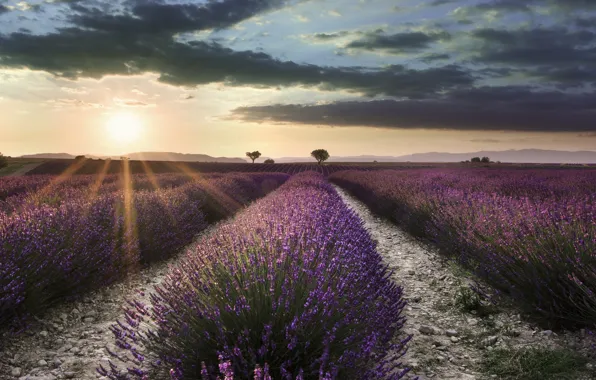 Картинка поле, лето, небо, солнце, облака, свет, деревья, цветы, тучи, природа, рассвет, Франция, утро, много, лаванда, …