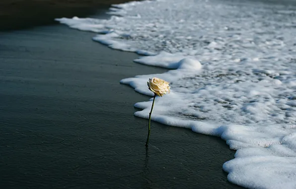 Картинка море, цветок, берег