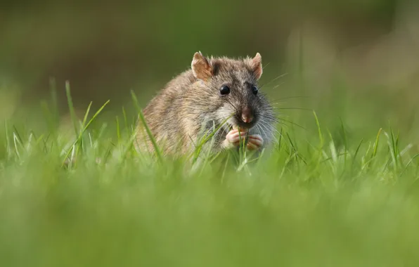 Картинка трава, хомяк, мышь, крыса, грызун