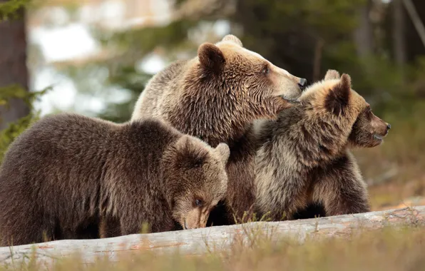 Картинка осень, лес, взгляд, природа, поза, медведь, медведи, бревно, медвежата, трио, бурый медведь, морды, детеныши, медведица, …