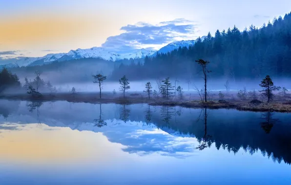 Картинка forest, trees, lake, fog, Morning