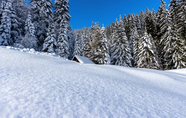 Картинка зима, крыша, лес, снег, деревья, пейзаж, природа, ели, домик