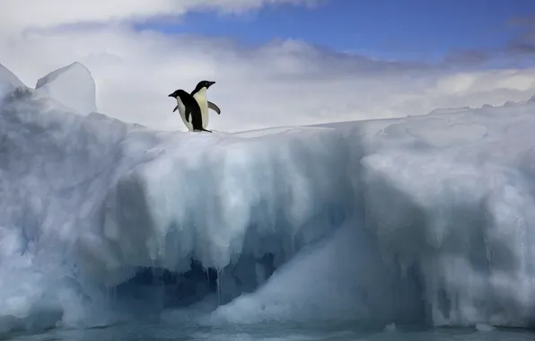 Картинка лед, снег, пингвины, пара