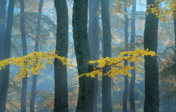 Картинка осень, лес, листья, деревья, ветки, природа, туман, стволы, утро, желтые, дымка