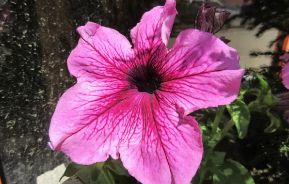 Картинка цветок, петуния, весна 2018, Mamala ©